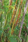 Areca Palm (Dypsis lutescens) in a botanical garden, Reunion