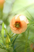Bush-cricket (Holochlora biloba) in a Luckynut (Thevetia peruviana) flower, Reunion
