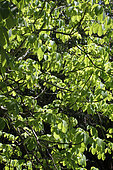 Kapoktree (Ceiba pentandra) foliage in a botanical garden, Reunion