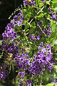 Large flowered thunbergia (Thunbergia grandiflora) in bloom, Reunion