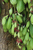 Fleurs et fruits de Bilimbi (Averrhoa bilimbi) dans un jardin privé, La Réunion
