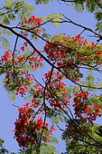 Royal poinciana (Delonix regia) in bloom in a botanical garden, Reunion
