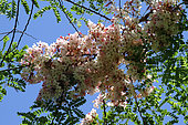Casse rose de Java (Cassia javanica) en fleurs dans un jardin privé, La Réunion