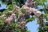 Apple Blossom (Cassia javanica) in bloom in a private garden, Reunion