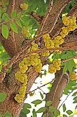 Fructification d'un Girembellier (Phyllanthus acidus) dans un jardin privé, La Réunion