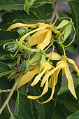 Fleurs d'Ylang-Ylang (Cananga odorata) dans un jardin privé, La Réunion
