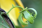 Fleur d'Ylang-Ylang (Cananga odorata) dans un jardin privé, La Réunion