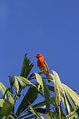 Madagascar Red Fody (Foudia madagascariensis) male on palm tree, Reunion
