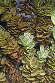 Salvinie nageante (Salvinia adnata) dans un jardin privé, La Réunion