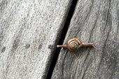 Escargot luisant aillé (Oxychilus alliarius) dans un jardin privé, La Réunion
