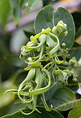 Fleurs d'Ylang-Ylang (Cananga odorata) dans un jardin privé, La Réunion