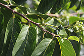 Ylang-Ylang (Cananga odorata) en fruits dans un jardin privé, La Réunion