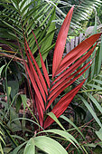 Blushing Palm (Chambeyronia macrocarpa) in a botanical garden, Reunion Island