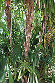 Mangrove fan palm (Licuala spinosa), L'hermitage, Réunion