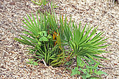 Saw Palmetto (Serenoa repens) in a botanical garden, Reunion