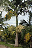 Myola Palm (Archontophoenix myolensis) in a botanical garden, Reunion