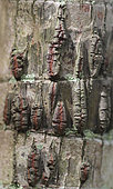 Madagascan Palm (Dypsis pinnatifrons) bark in a botanical garden, Reunion