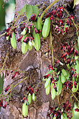 Fleurs et fruits de Bilimbi (Averrhoa bilimbi) dans un jardin privé, La Réunion