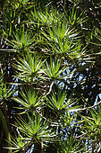 Pleomele (Dracaena reflexa) in a botanical garden, Reunion