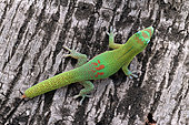 Gold Dust Day Gecko (Phelsuma laticauda) on tree trunk, Reunion