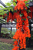 New Guinea Creeper (Mucuna warburgii) in bloom in a botanical garden, Reunion