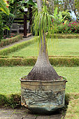 Ponytail Palm (Beaucarnea guatemalensis) in a botanical garden, Reunion