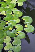 Yellow water snowflake (Nymphoides thunbergiana) in bloom in a botanical garden, Reunion
