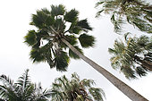 Fiji Fan Palm (Pritchardia pacifica) in a botanical garden, Reunion
