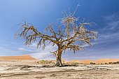 Dead Acacias at Dead Vlei, Sossusvlei, Namib, Namibia