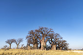 Baobabs (Adansonis sp), Botswana