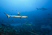 Grey Reef Shark, Carcharhinus amblyrhynchos, Fakarava, Tuamotu Archipel, French Polynesia