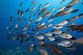Shoal of Elongate Surgeonfish, Acanthurus mata, Fakarava, Tuamotu Archipel, French Polynesia