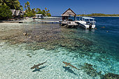 Reef Shark in Lagoon of Tetamanu Village, Fakarava, Tuamotu Archipel, French Polynesia