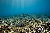 Pristine Hard Coral Reef, Fakarava, Tuamotu Archipel, French Polynesia