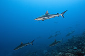 Grey Reef Shark, Carcharhinus amblyrhynchos, Fakarava, Tuamotu Archipel, French Polynesia