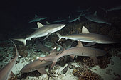 Grey Reef Shark hunting at Night, Carcharhinus amblyrhynchos, Fakarava, Tuamotu Archipel, French Polynesia