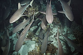 Grey Reef Shark hunting at Night, Carcharhinus amblyrhynchos, Fakarava, Tuamotu Archipel, French Polynesia