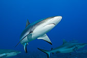 Grey Reef Shark, Carcharhinus amblyrhynchos, Moorea, French Polynesia