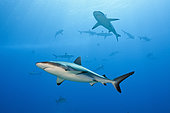 Grey Reef Shark, Carcharhinus amblyrhynchos, Moorea, French Polynesia