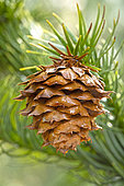 Chinese Fir (Cunninghamia lanceolata), cone