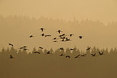 Common Crane (Grus grus) flying group, Fagne wallonne, Ardennes, Belgium