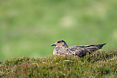 Great skua (Stercorarius skua) on ground, Handa, Scotland