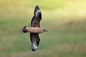 Great skua (Stercorarius skua) in flight, Handa, Scotland
