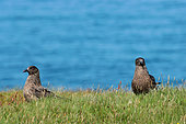 Great skua (Stercorarius skua) on ground, Handa, Scotland