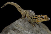 The St.Maarten thick-tailed gecko (Thecadactylus oskrobapreinorum) was described in 2011. It is endemic to the shared Dutch and French island of Sint Maarten and Saint Martin in the caribbean.