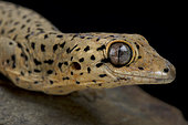 St.Maarten thick-tailed gecko (Thecadactylus oskrobapreinum)