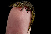 Anguilla Bank Geckolet (Sphaerodactylus parvus)
