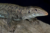 St.Maarten ground lizard (Ameiva plei)