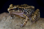 Greenhouse frog (Eleutherodactylus planirostris)