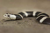 Boulenger's garter snake (Elapsoidea boulengeri)